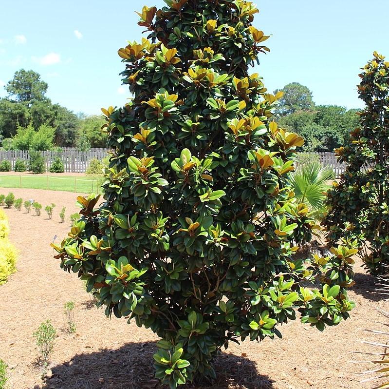 Magnolia grandiflora 'Southern Charm' PP #13,049 ~ Teddy Bear® Magnolia-ServeScape