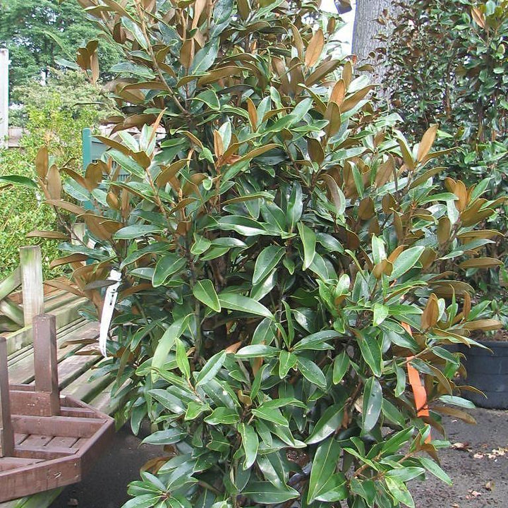 Magnolia grandiflora 'TMGH' ~ Alta™ Southern Magnolia - Delivered By ServeScape