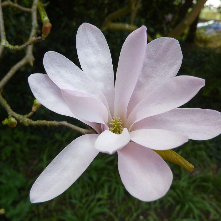 Magnolia loebneri 'Leonard Messel' ~ Leonard Messel Magnolia - Delivered By ServeScape