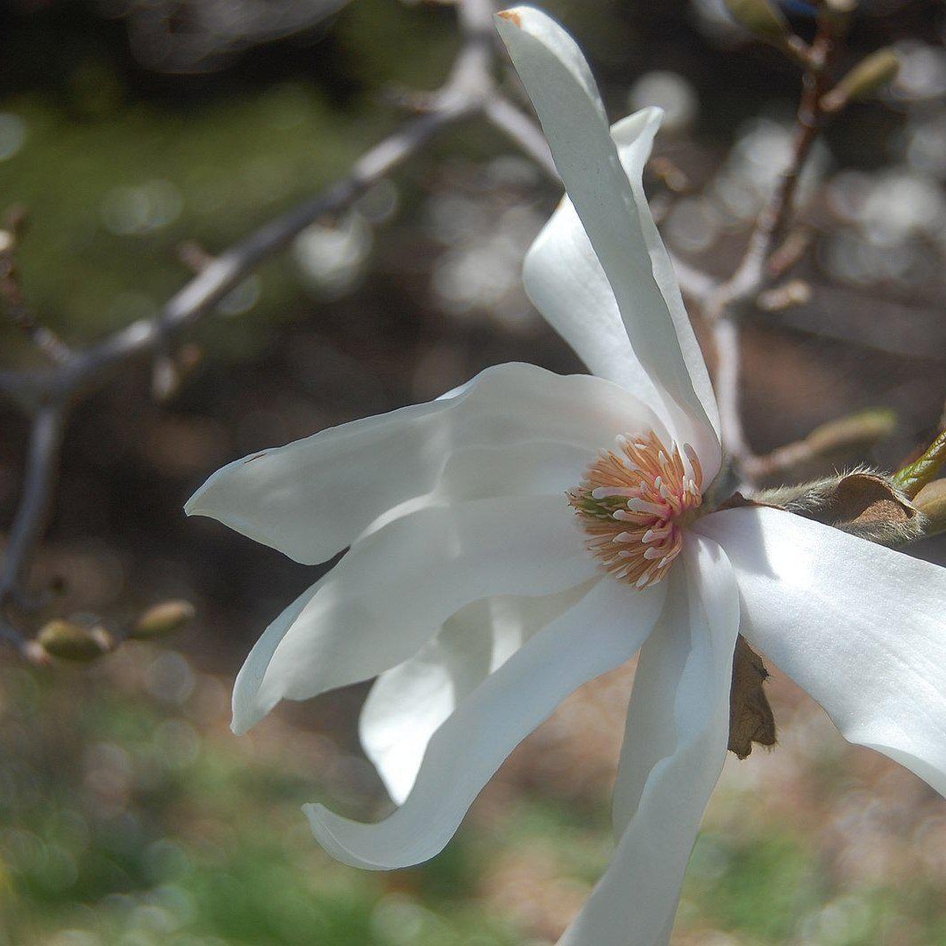Magnolia loebneri 'Merrill' ~ Merrill Magnolia - Delivered By ServeScape
