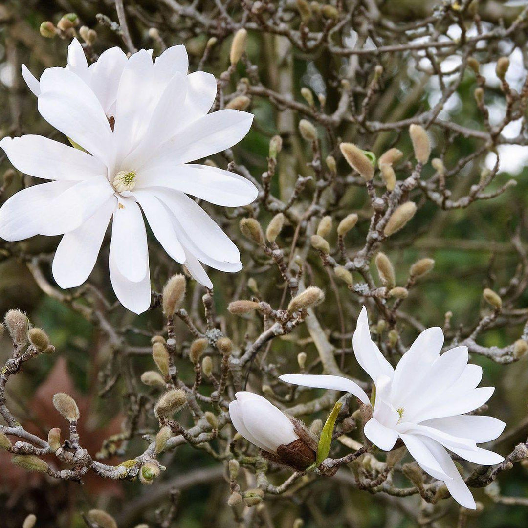 Magnolia stellata ~ Star Magnolia - Delivered By ServeScape