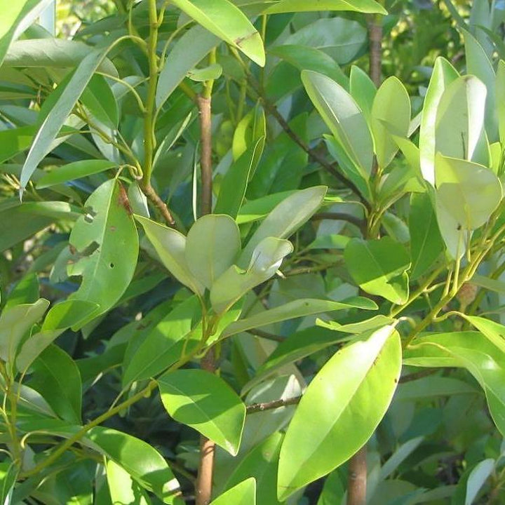 Magnolia virginiana  'Jim Wilson' PP12,065 ~ Moonglow® Sweet Bay Magnolia - Delivered By ServeScape