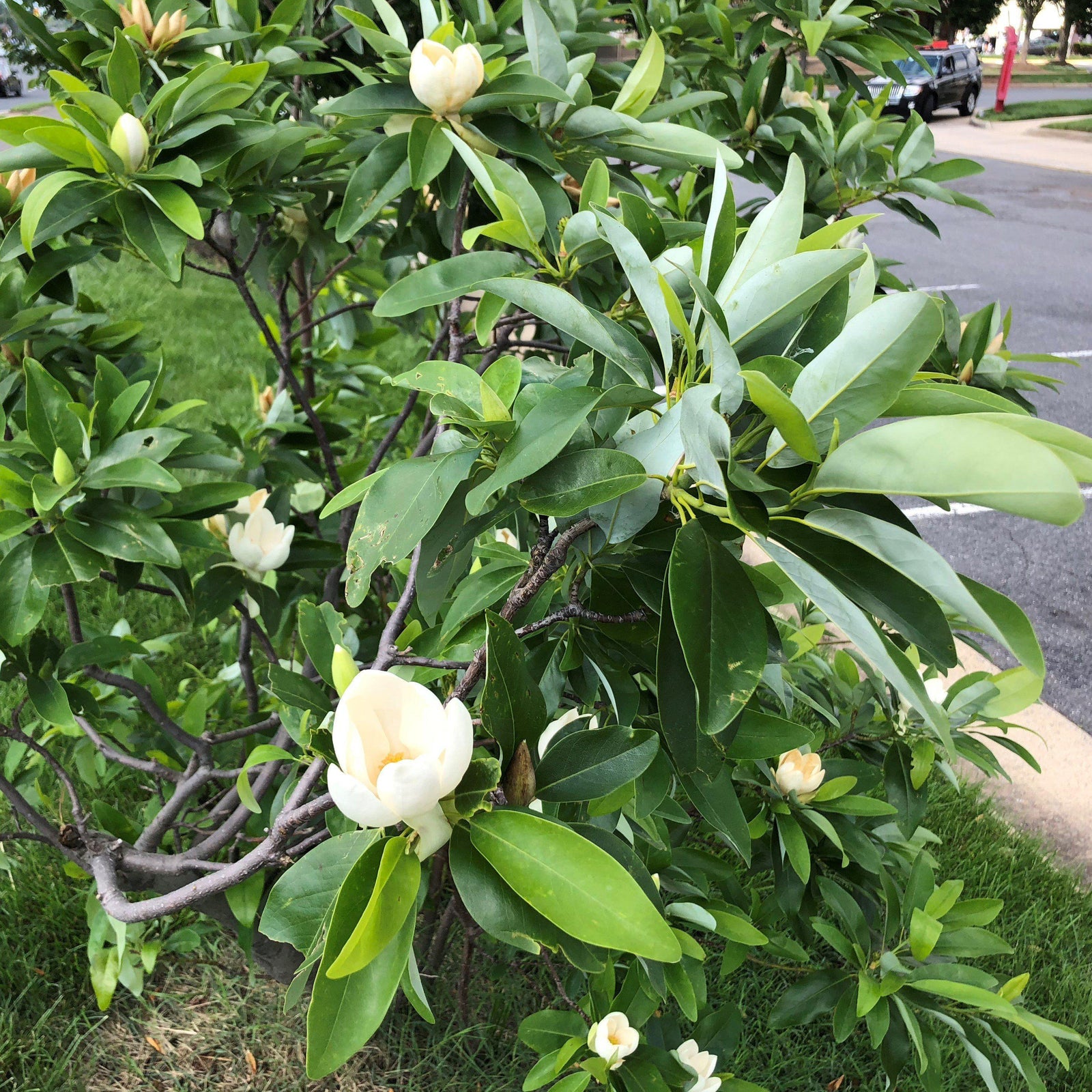 Magnolia virginiana australis 'Perry Paige' ~ Sweet Thing® Magnolia-ServeScape