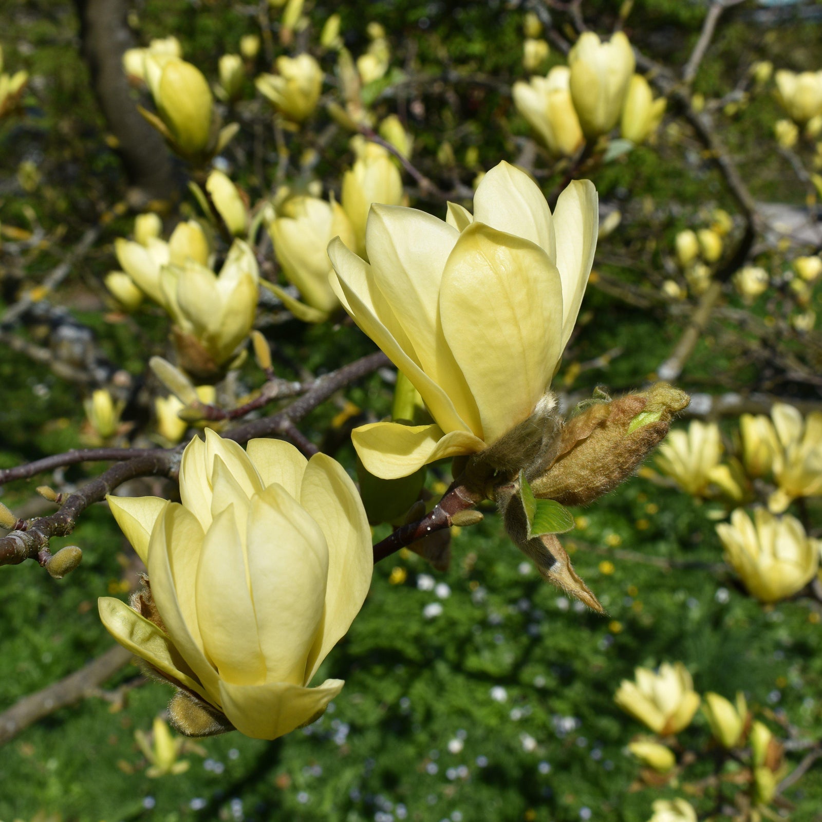 Magnolia x 'Butterflies' ~ Butterflies Magnolia-ServeScape