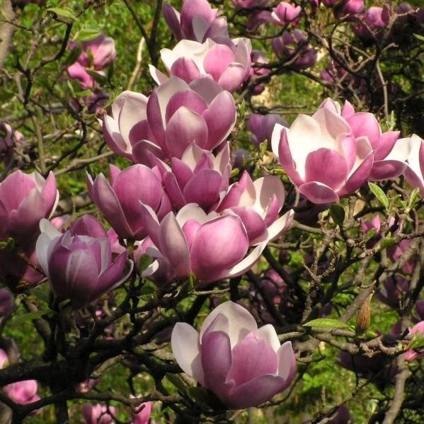Magnolia x soulangeana ~ Saucer Magnolia, Pink flowering Magnolia-ServeScape