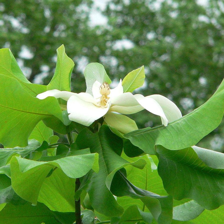Magnolia Ashei ~ Ashe Magnolia-ServeScape