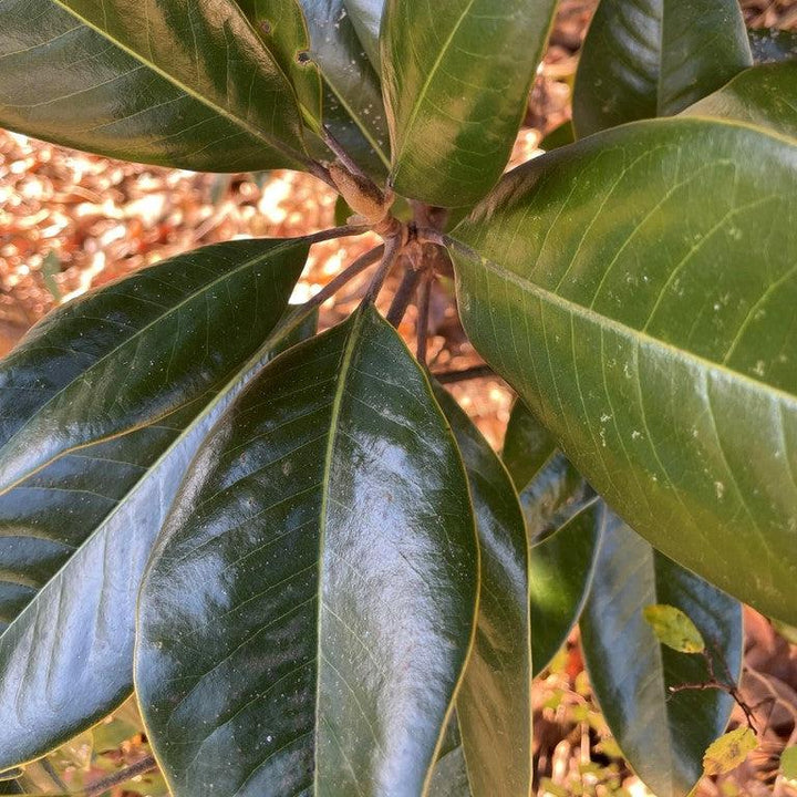 Magnolia grandiflora 'Hasse' ~ Hasse Southern Magnolia-ServeScape