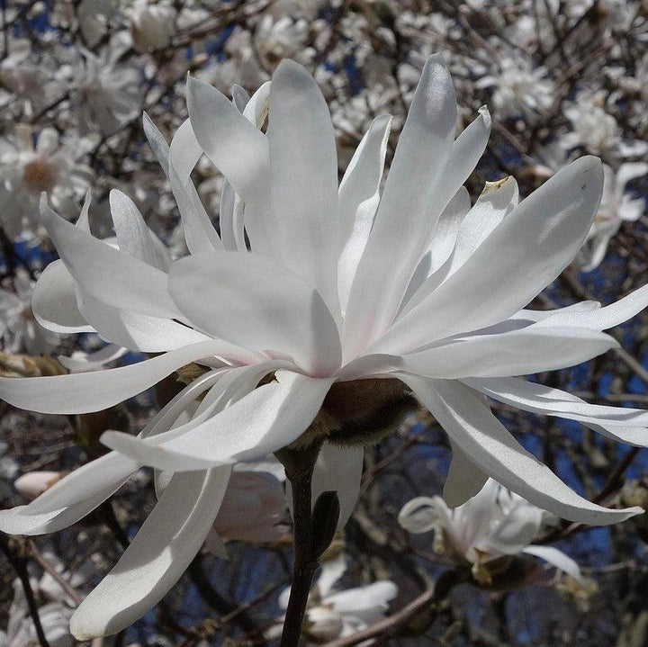Magnolia stellata 'Centennial' ~ Centennial Star Magnolia-ServeScape
