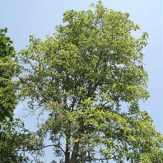 Magnolia virginiana 'Northern Belle' ~ Northern Belle Magnolia-ServeScape