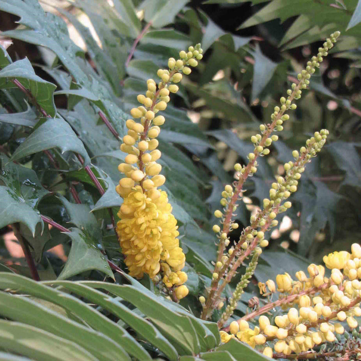 Mahonia 'Beijing Beauty' ~ Beijing Beauty Mahonia-ServeScape