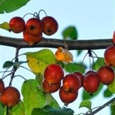 Malus 'Callaway' ~ Callaway Crabapple - Delivered By ServeScape