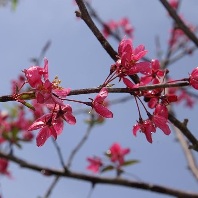 Malus 'Prairifire' ~ Prairie Fire Crab Apple-ServeScape