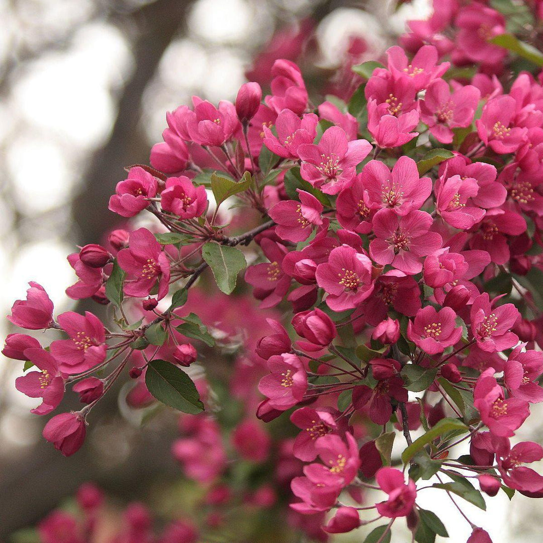 Malus 'Prairiefire' <b>Crab Apple - Delivered By ServeScape