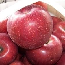 Malus domestica 'Red Rome' ~ Red Rome Apple - Delivered By ServeScape