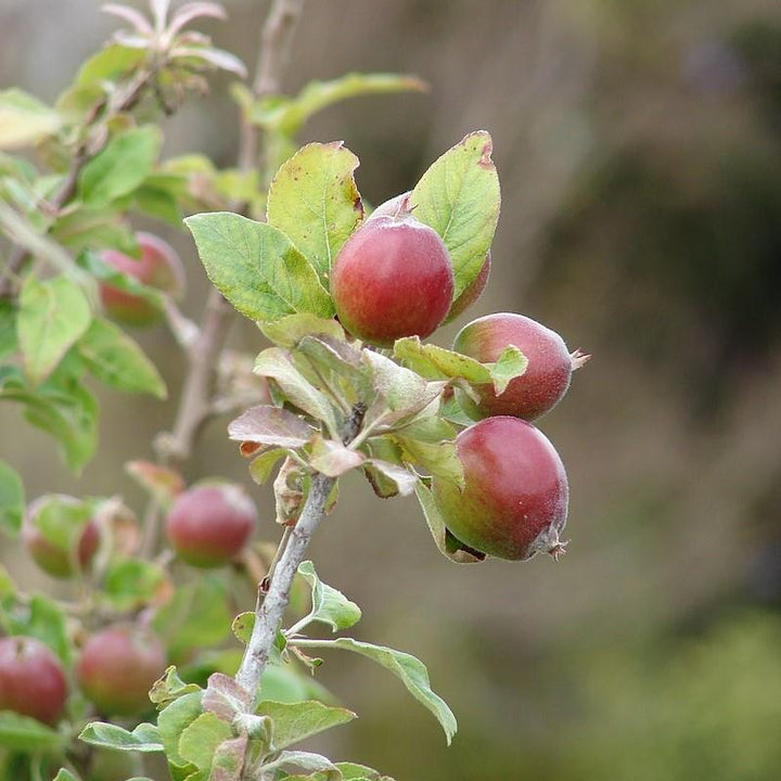 Malus pumila ~ Common Apple-ServeScape