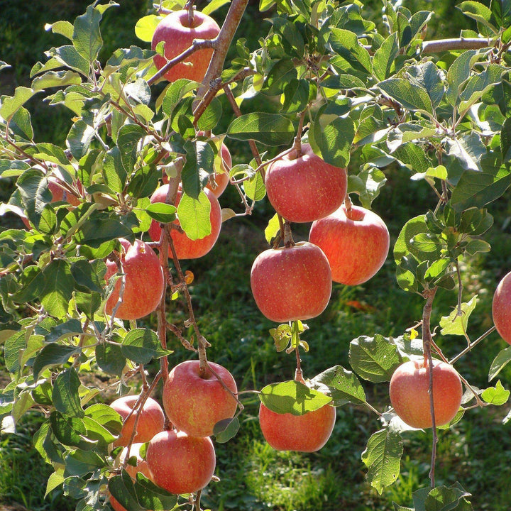 Malus pumila 'Fuji' ~ Fuji Apple - Delivered By ServeScape