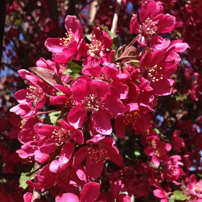 Malus x moerlandsii 'Profusion' ~ Profusion Crabapple-ServeScape