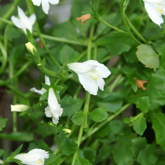 Mazus reptans 'Albus' ~ White Creeping Mazus - Delivered By ServeScape