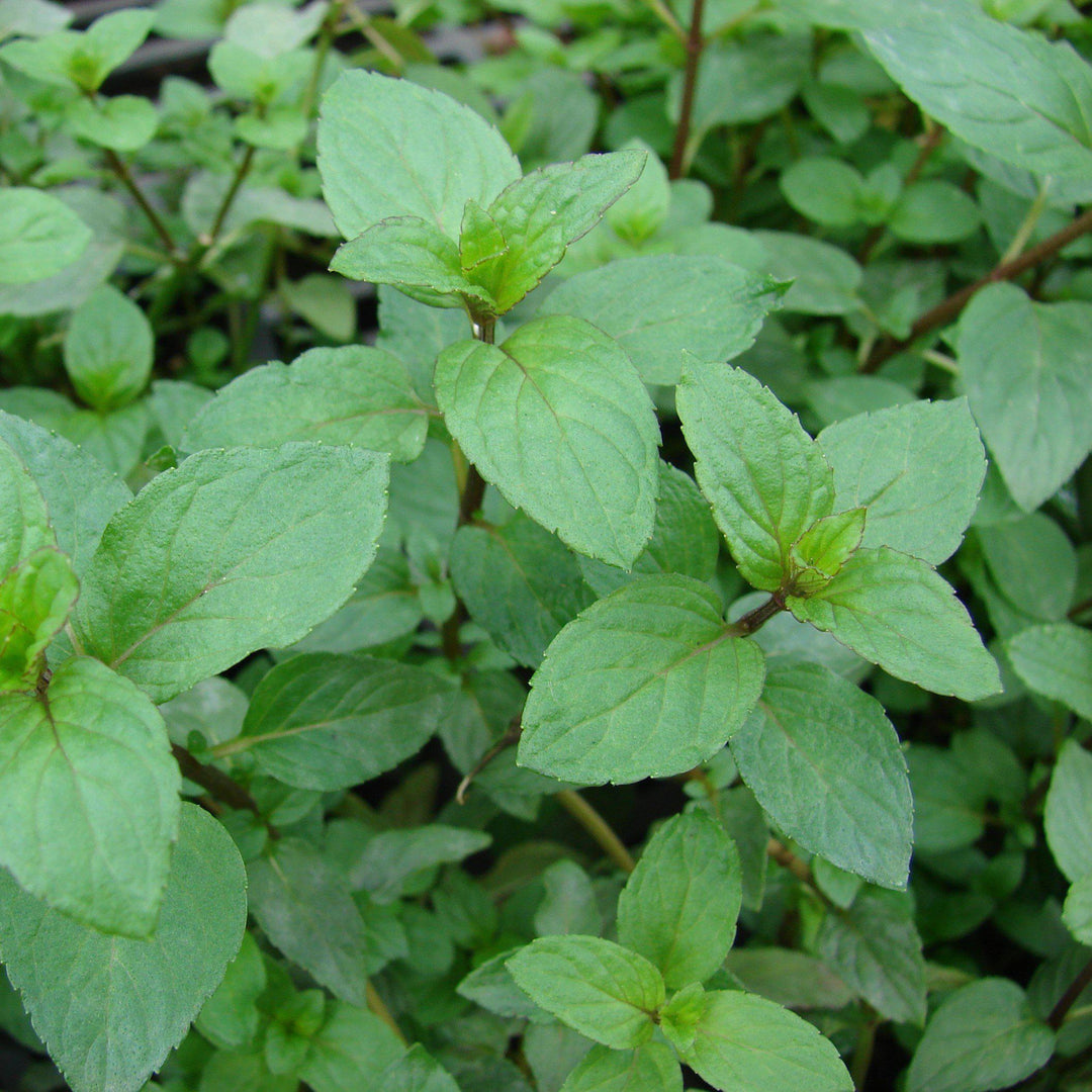 Mentha piperita f. citrata ~ Lemon Mint - Delivered By ServeScape