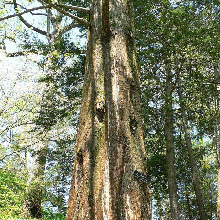Metasequoia glyptostroboides ~ Dawn Redwood - Delivered By ServeScape