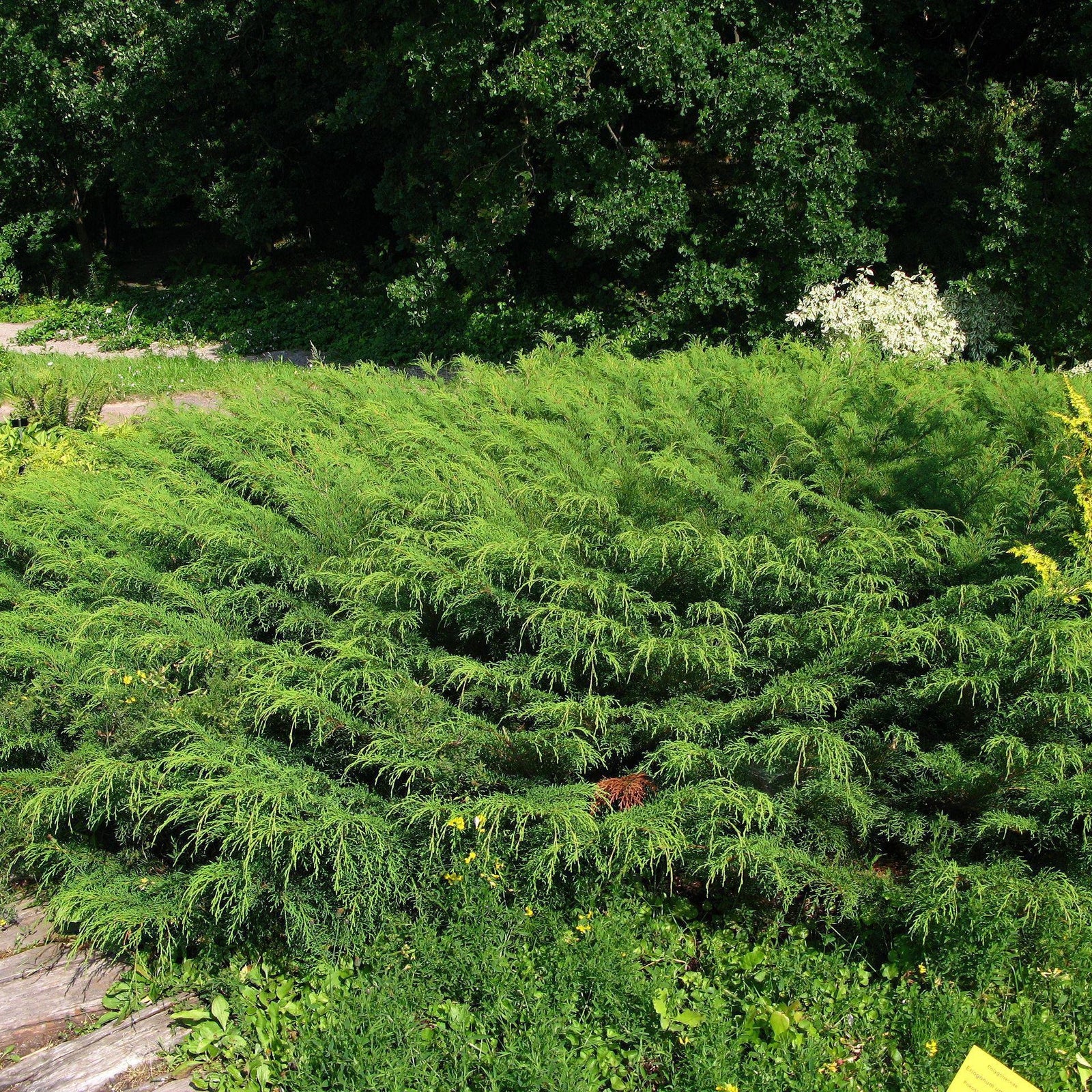 Microbiota decussata ~ Siberian Cypress - Delivered By ServeScape