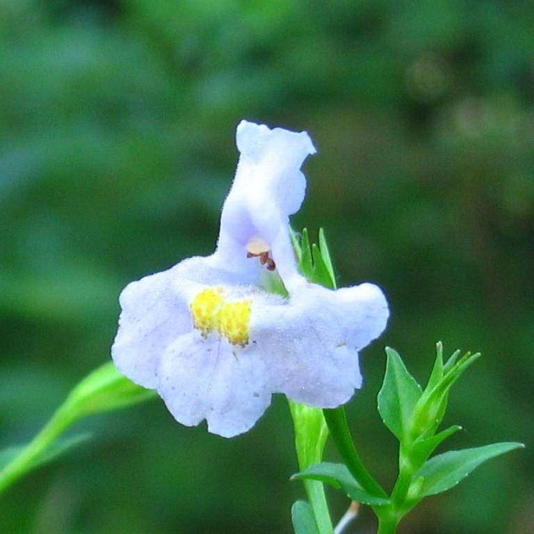 Mimulus ringens ~ Allegheny Monkey Flower-ServeScape