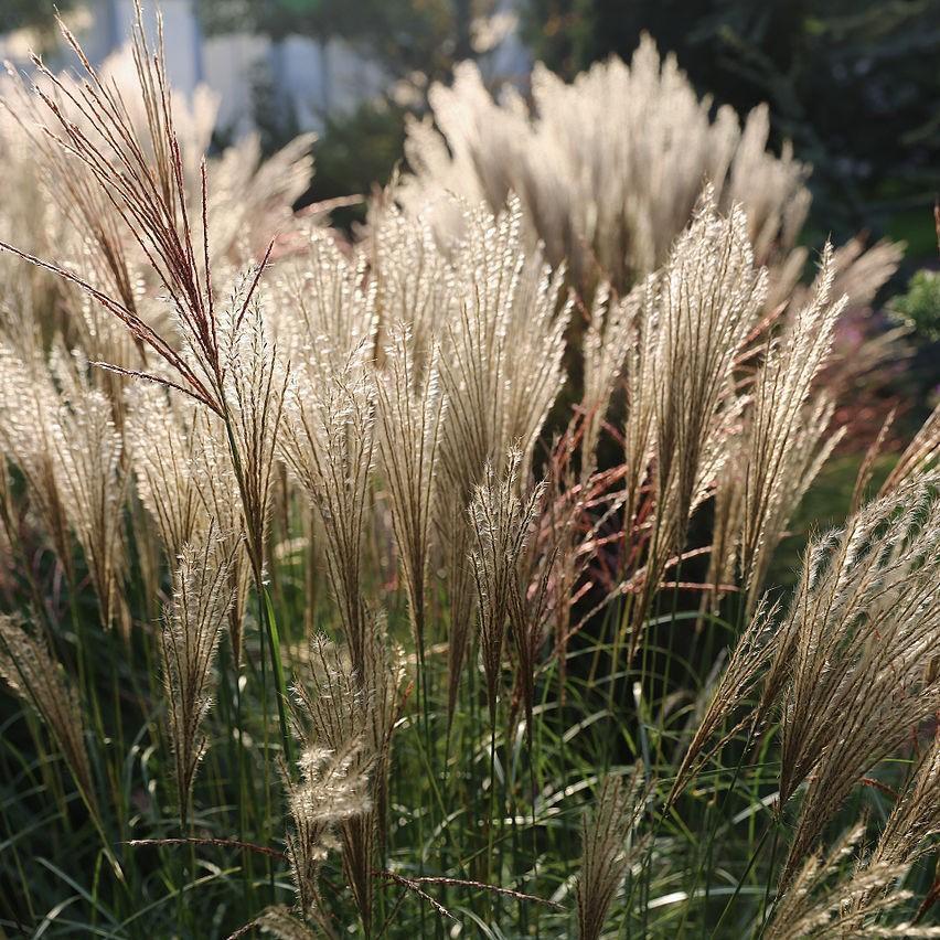 Miscanthus sinensis 'Adagio' ~ Adagio Maiden Grass - Delivered By ServeScape