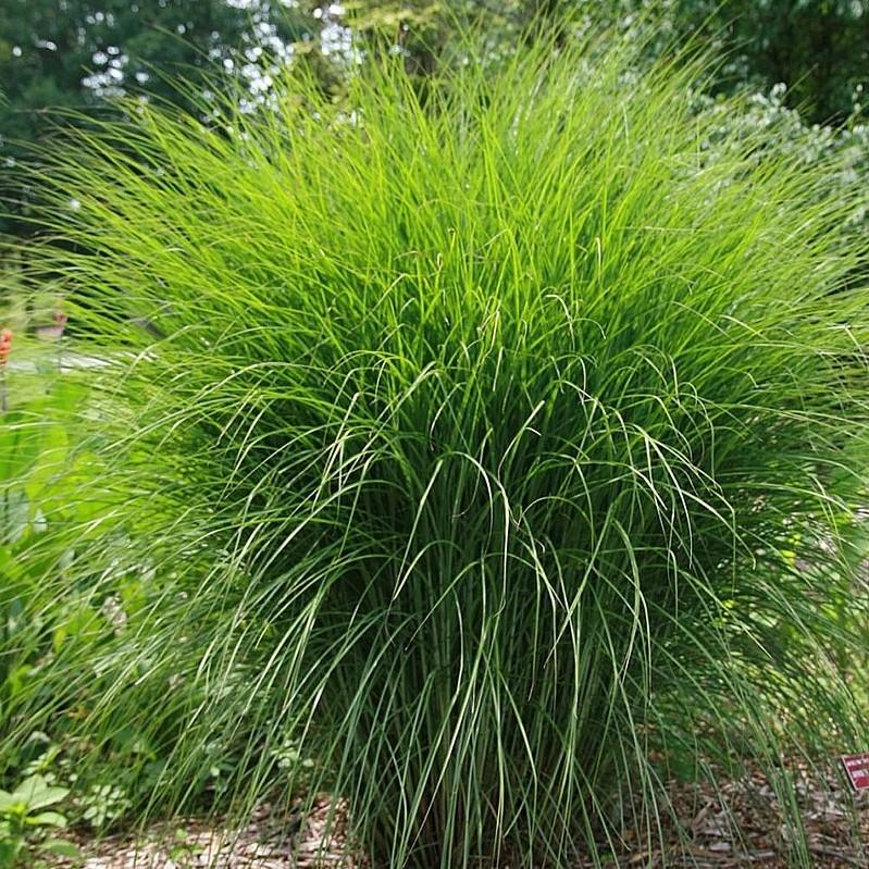Miscanthus sinensis 'M77' ~ Scout™ Maiden Grass-ServeScape