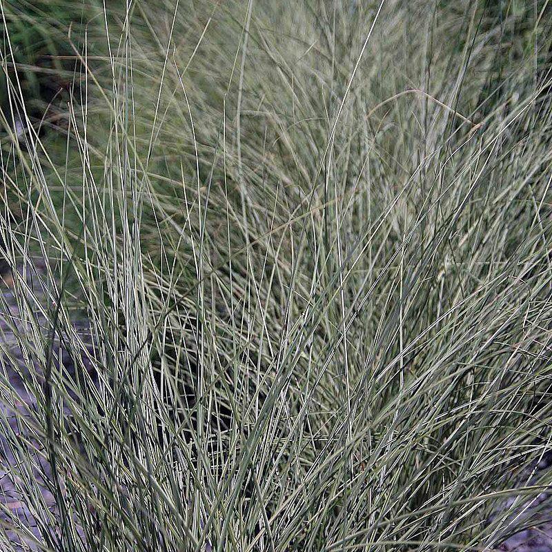 Miscanthus sinensis 'Morning Light' ~ Morning Light Maiden Grass - Delivered By ServeScape
