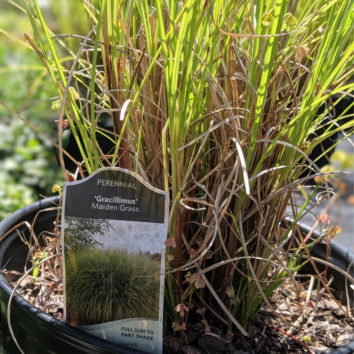 Miscanthus sinensis 'Gracillimus' ~ Maiden Grass-ServeScape