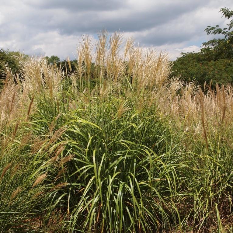 Miscanthus sinensis 'NCMS1' PP #26,387 ~ My Fair Maiden™ Maiden Grass-ServeScape