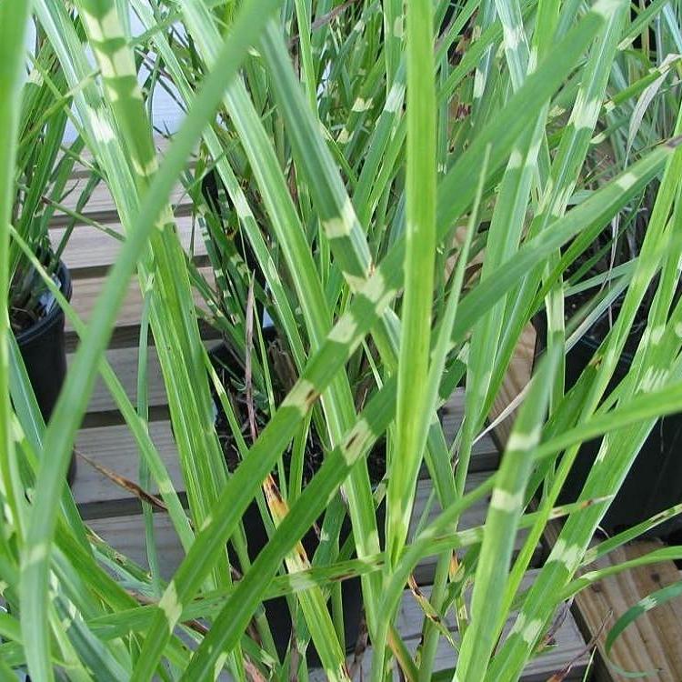 Miscanthus s. 'Strictus' ~ Porcupine Grass - Delivered By ServeScape