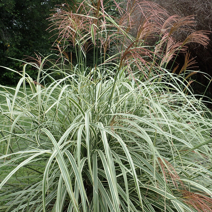 Miscanthus sinensis 'Variegatus' ~ Variegated Maiden Grass-ServeScape