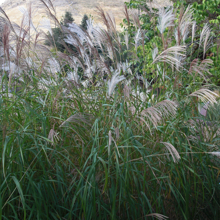 Miscanthus sinensis 'Yakushima' ~ Dwarf Maiden Grass-ServeScape