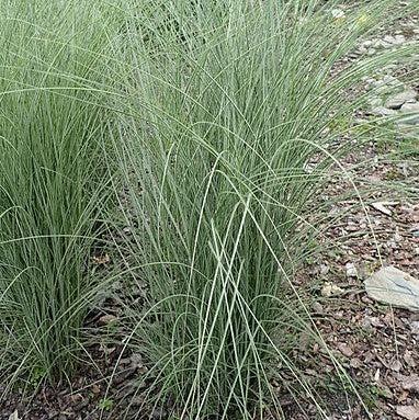 Miscanthus sinensis 'Morning Light' ~ Morning Light Maiden Grass-ServeScape
