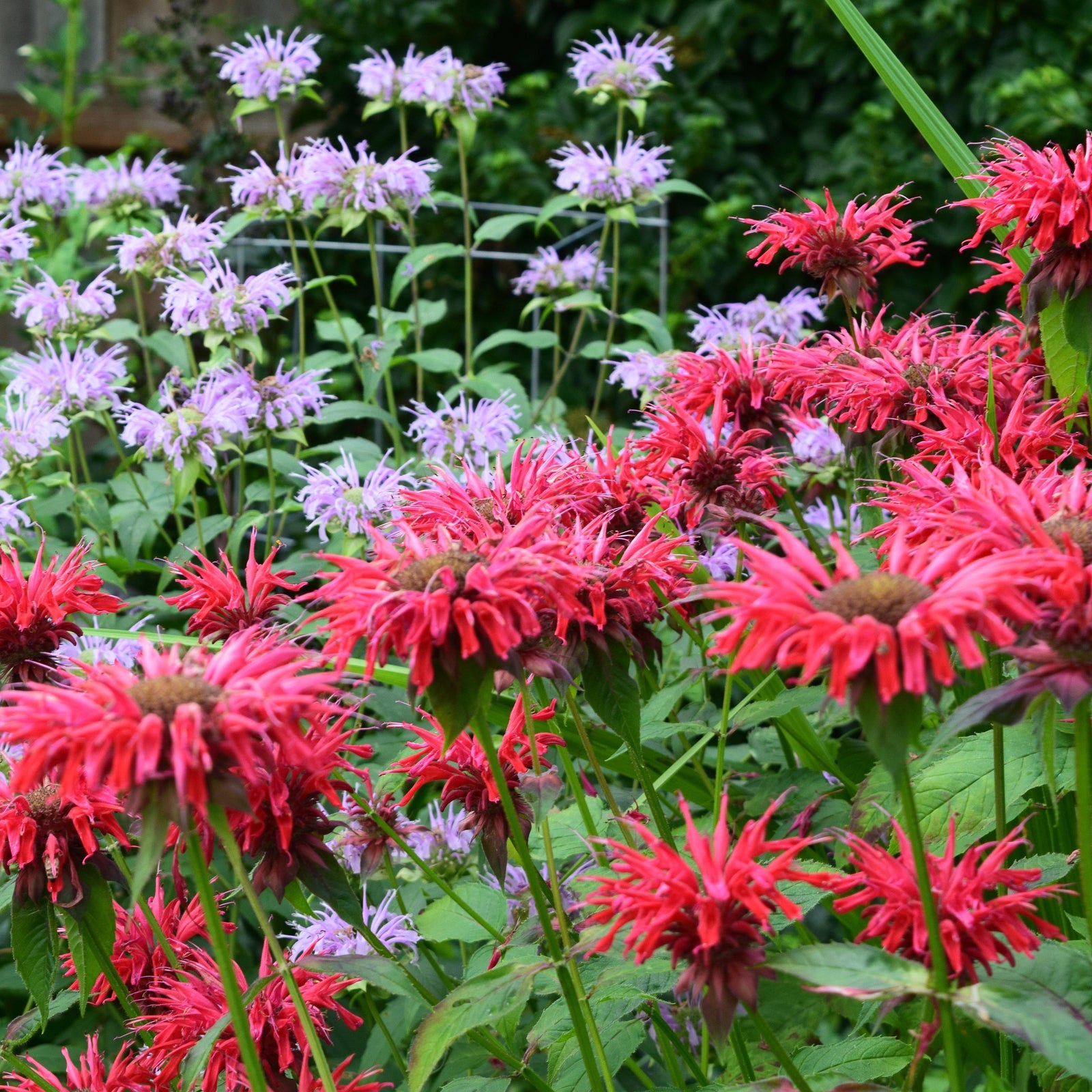 Monarda 'Bee-Happy' ~ Bee-You™ Bee-Happy Bee Balm-ServeScape