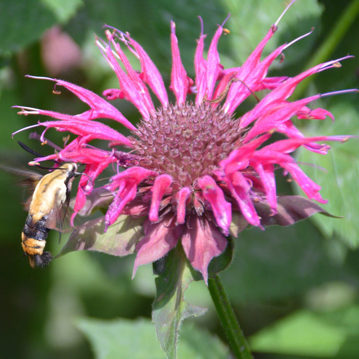 Monarda 'Bee-Merry' ~ Bee-You™ Bee-Merry Bee Balm-ServeScape