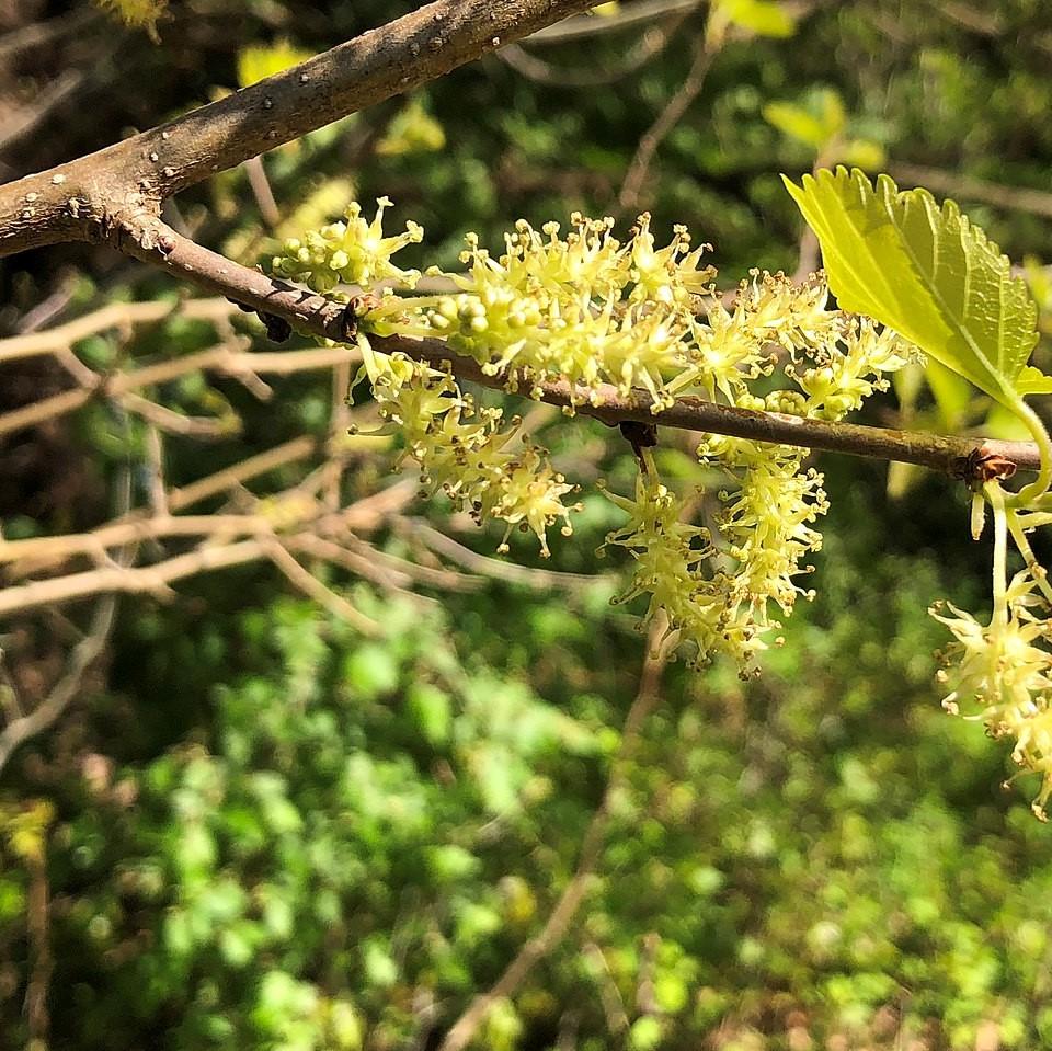 Morus rubra ~ Red Mulberry-ServeScape