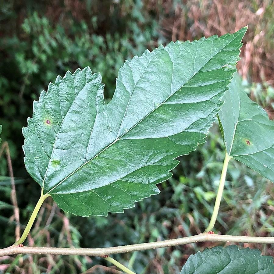 Morus rubra ~ Red Mulberry-ServeScape