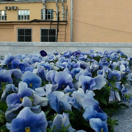 Viola x wittrockiana 'Inspire Plus Light Blue' ~ Inspire® Plus Light Blue Pansy-ServeScape
