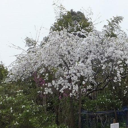 Prunus x yedoensis 'Pendula' ~ Weeping Yoshino Cherry, White-ServeScape