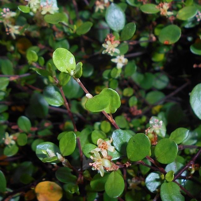 Muelenbeckia axillaris 'Nana ~ Little Leaf Creeping Wire Vine-ServeScape