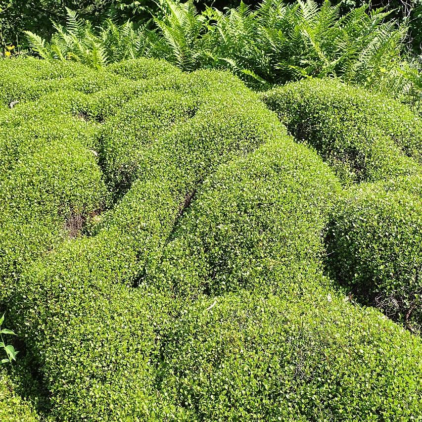 Muelenbeckia axillaris 'Nana ~ Little Leaf Creeping Wire Vine-ServeScape