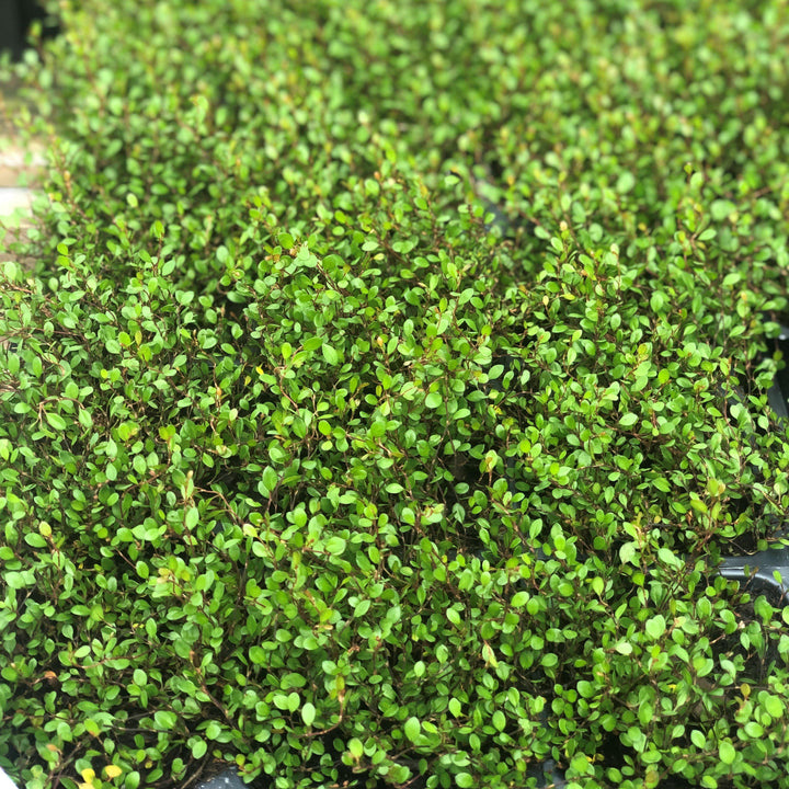 Muelenbeckia axillaris 'Nana ~ Little Leaf Creeping Wire Vine-ServeScape