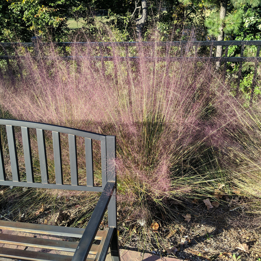 Muhlenbergia capillaris ~ Pink Muhly Grass-ServeScape