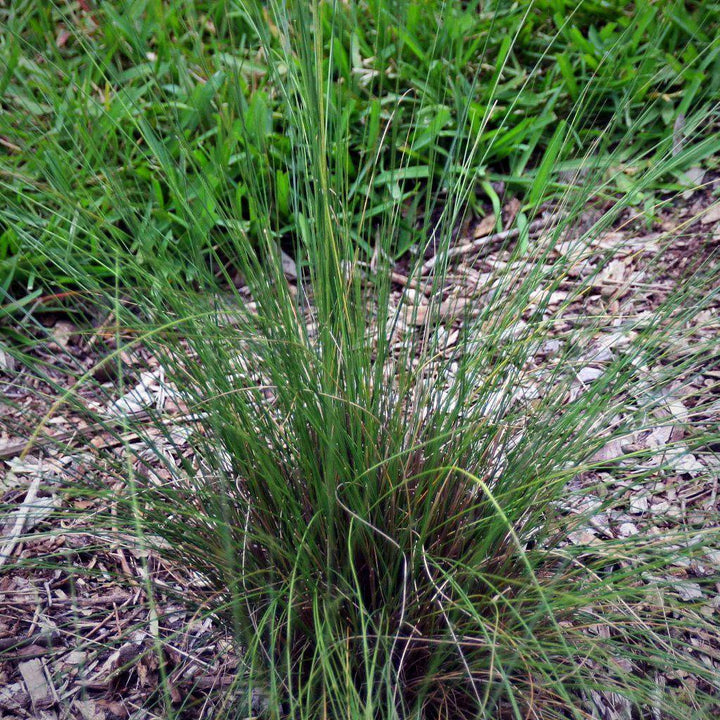 Muhlenbergia capillaris 'White Cloud' ~ White Cloud Muhly Grass - Delivered By ServeScape