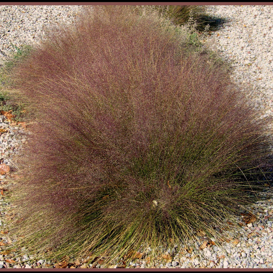 Muhlenbergia reverchonii 'Undaunted' ~ Undaunted Seep Muhly Grass-ServeScape