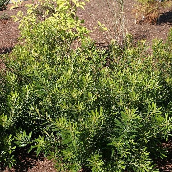 Myrica cerifera 'Little Bull' ~ Little Bull Wax Myrtle - Delivered By ServeScape