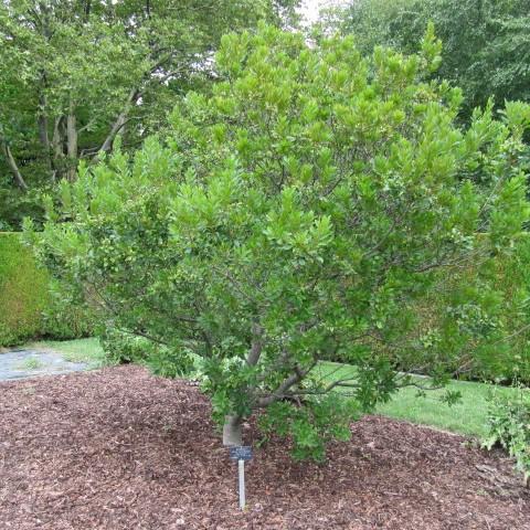 Myrica pensylvanica ~ Northern Bayberry-ServeScape