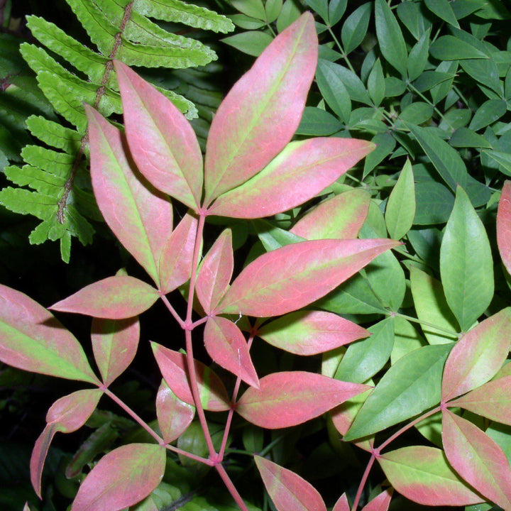 Nandina domestica 'AKA' PP19,916 ~ Blush Pink™ Heavenly Bamboo - Delivered By ServeScape